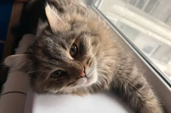 Найдена кошка, Воронеж, фото: Найдена кошка, Воронеж, наб. Авиастроителей, 18