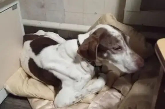 Найдена собака, Майкоп, фото: Найдена собака, ул. 3-го Интернационала, 144