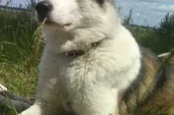 Собаки потеряшки, Воронуха, фото: Потеряшка собака, Воронуха