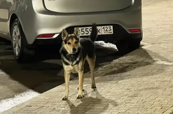 Найдена собака, Краснодар, фото: Найдена собака, Краснодар