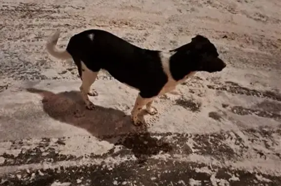 Найдена собака, Москва, фото: Собака найдена: ул. Коминтерна, Москва