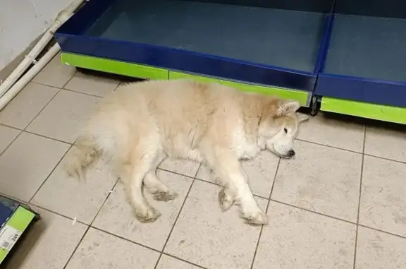 Найдена собака, Казань, фото: Собака найдена: ул. Зорге, 95, Казань