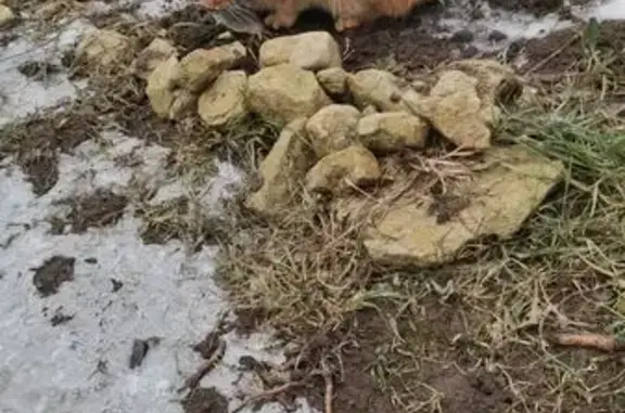 Пропала кошка, Гостилицкое - photo