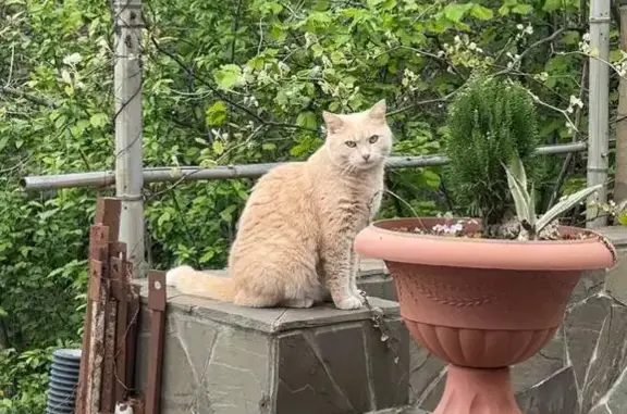 Кошки потеряшки, Дубравный, фото: Потеряшка кошка, Дубравный