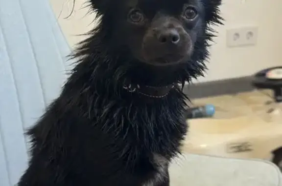 Пропала собака, Бужарово - photo