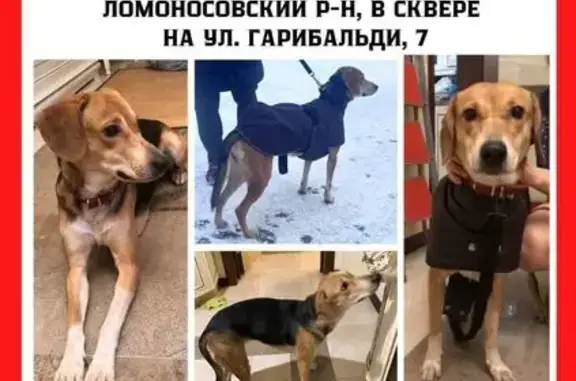 Найдена собака, Москва, фото: Найдена собака, Москва