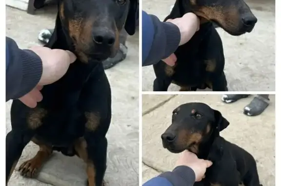 Найдена собака, Тимашевск, фото: Ягтерьер на льдине, Тимашёвск