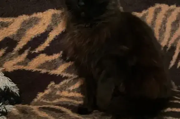 Пропала кошка, Нижний Новгород - photo