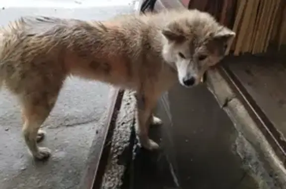 Пропала собака, Армавир - photo