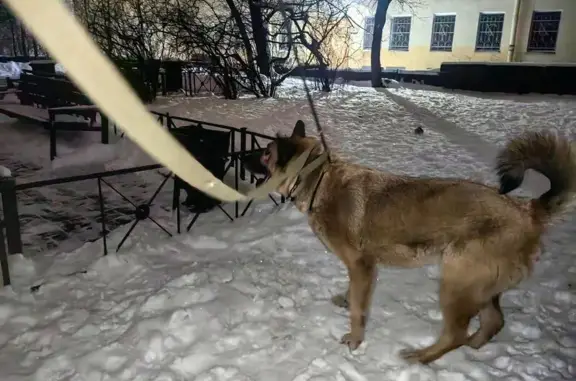 Найдена собака, Санкт-Петербург, фото: Найдена собака, Садовая ул. 62, СПб