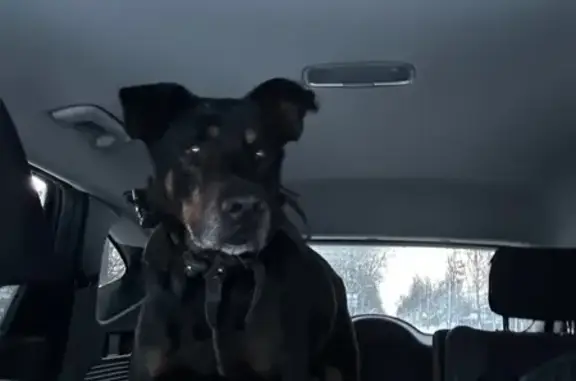 Найдена собака, Александровская, фото: Собака найдена: Волхонское шоссе, 98А с1