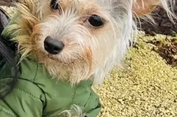 Пропала собака, Большелуцкое - photo