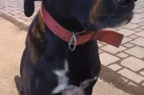 Найдена собака, Южный, фото: Найдена собака, Южный