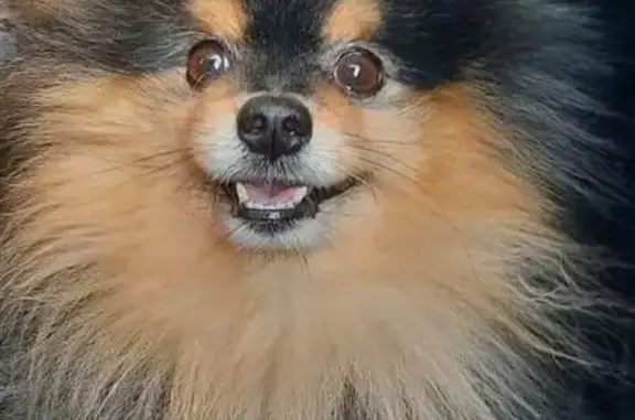 Пропала собака, Краснодар - photo