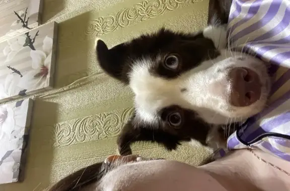 Собаки потеряшки, Ялуторовск, фото: Потеряшка собака, ул. Ворошилова, 62, Ялуторовск