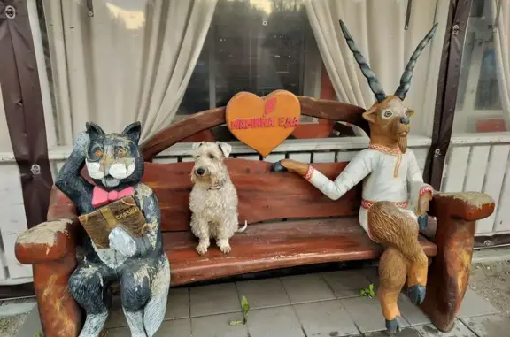 Пропала собака, Реутов - photo