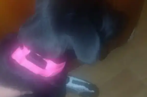 Найдена собака, Рязань, фото: Найдена собака, ул. 2-е Бутырки, Рязань