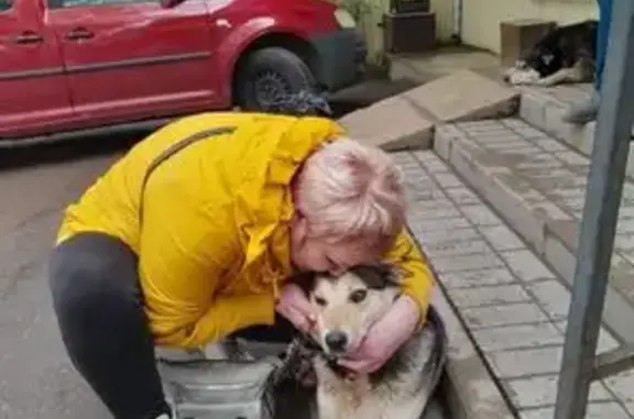 Пропала собака, Калуга - photo