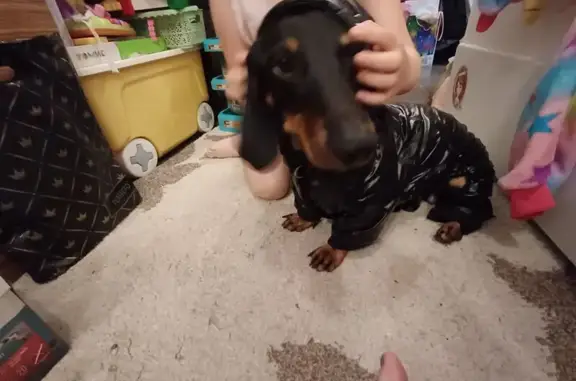 Пропала черная собака, Псеево, Татарстан - photo