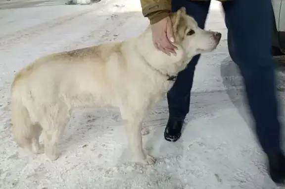 Найдена собака, Челябинск, фото: Собака найдена у заправки, Даурская 1/1