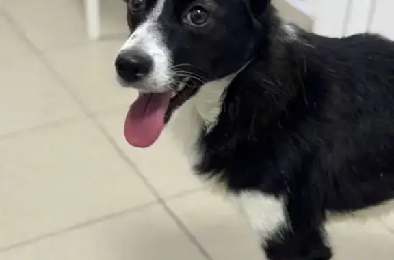 Найдена собака, Тюмень, фото: Найдена собака, Садовая ул., 100, Тюмень