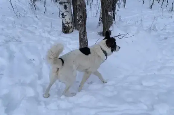 Найдена собака, Парголово, фото: Собака найдена: Приозерское шоссе, 14 к1