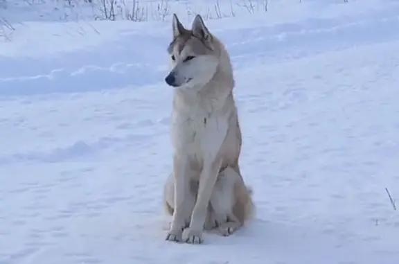 Найдена собака, Нижние Серги, фото: Сибирская лайка найдена, ул. Марата 2