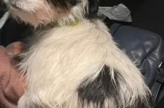 Найдена собака, Калининград, фото: Собака найдена на Батальной 27-29, Кгд