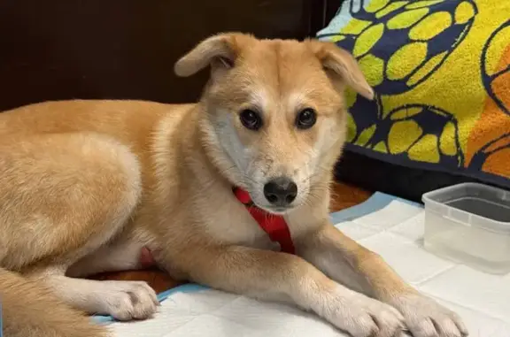 Найдена собака, Краснодар, фото: Найдена собака, Краснодар