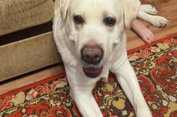 Пропала собака, Нижний Тагил - photo