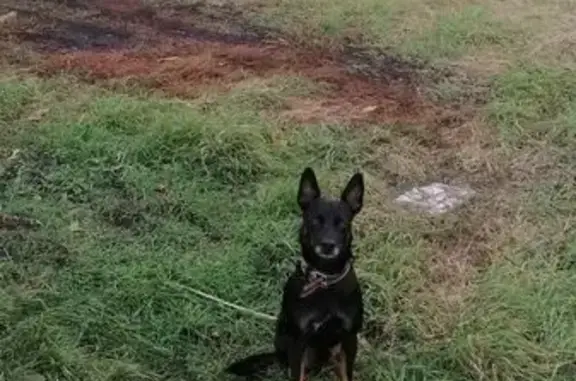 Пропала собака, Бобров - photo