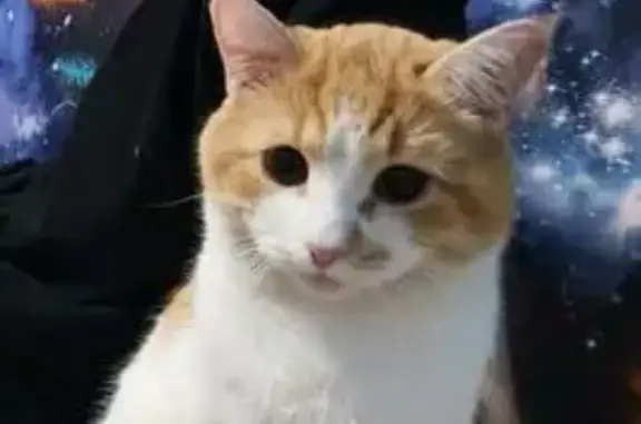 Пропала кошка, Воронеж - photo