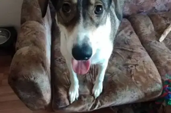 Пропала собака, Екатеринбург - photo