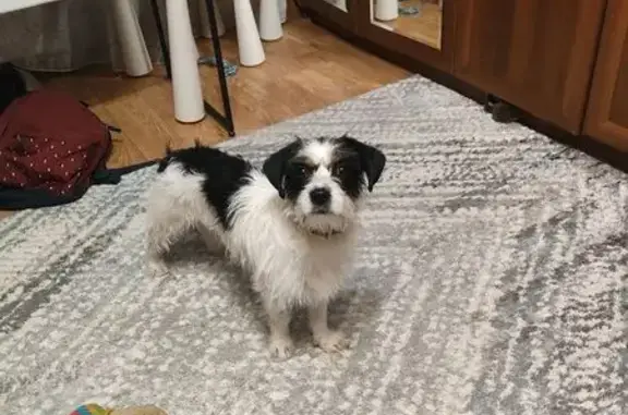 Найдена собака, Калининград, фото: Собака найдена: Батальная ул. 92, Калининград