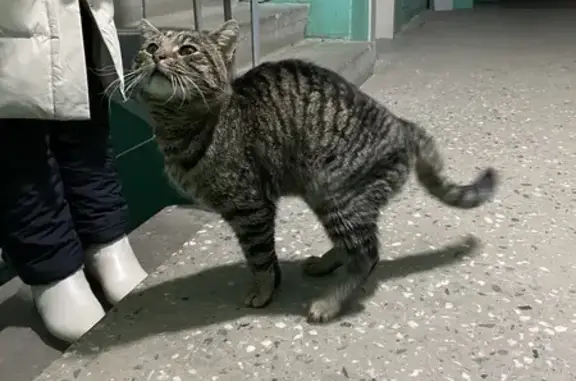 Объявления о пропавших и найденных животных, Петрозаводск, фото: Кошка найдена: Сыктывкарская 31, Петрозаводск