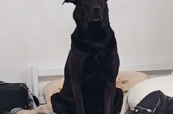 Пропала собака, Бор - photo