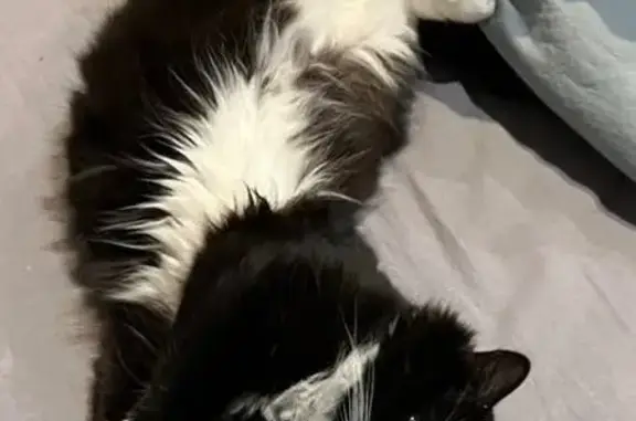 Пропала кошка, Саратов - photo