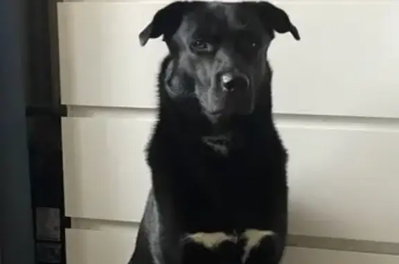 Пропала собака, Пудость - photo