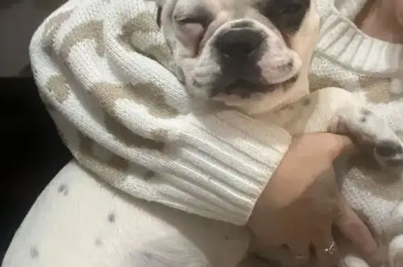 Пропала собака, Ейск - photo