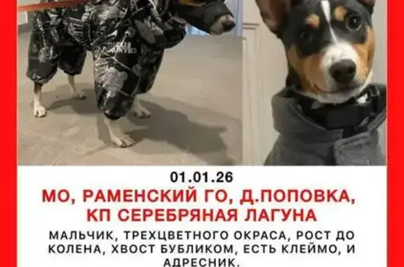 Собаки потеряшки, Поповка, фото: Потеряшка собака, Поповка