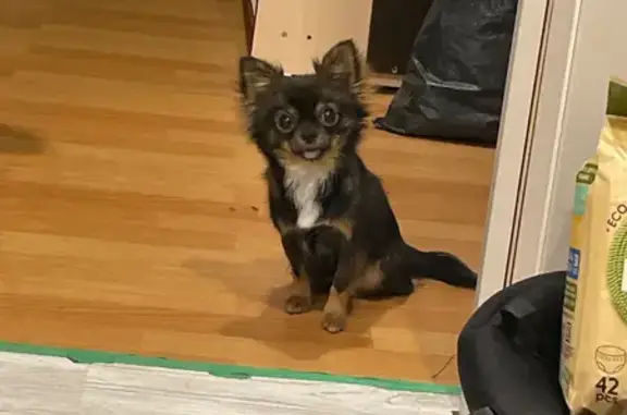 Пропала собака, Киров - photo