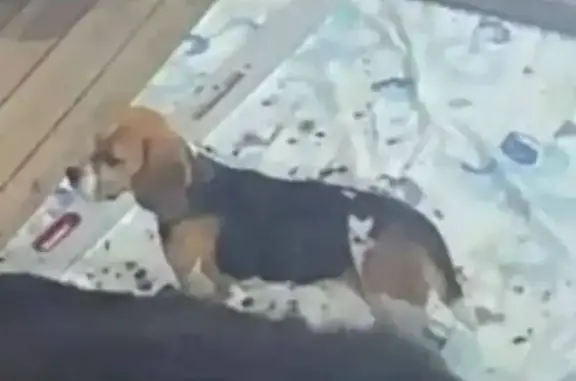 Найдена собака, Паткино, фото: Найдена собака, Паткино