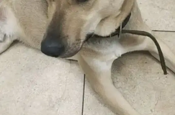 Найдена собака, Калининград, фото: Собака найдена: ул. Менделеева, 4, Калининград