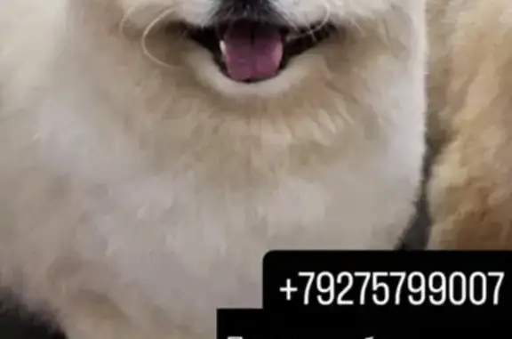 Пропала собака, Астрахань - photo