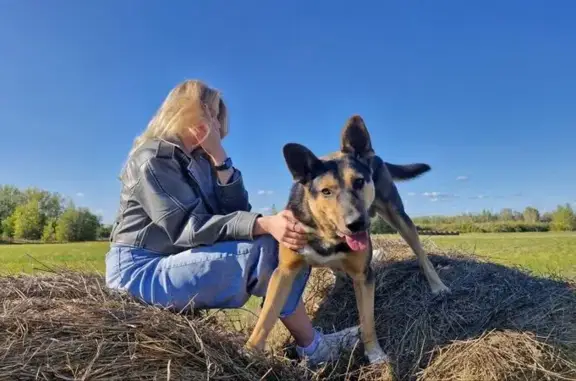Пропала собака, Воскресенка - photo