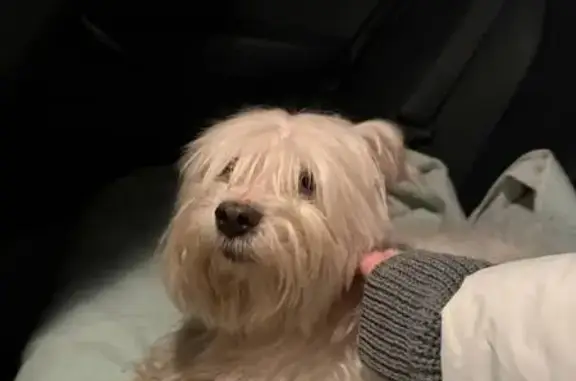 Найдена собака, Омск, фото: Найдена собака, Омск, 24-я Северная ул.