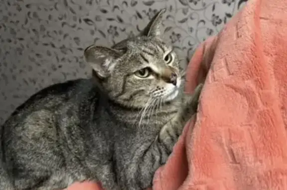 Найдена кошка, Североморск, фото: Найдена кошка, Североморск