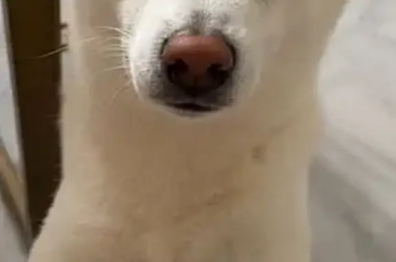 Пропала собака, Ермолино - photo