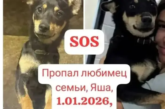 Пропала собака, Ленинакан, Ростовская обл. - photo