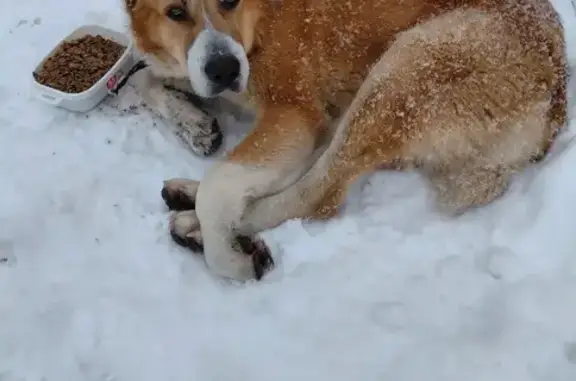 Найдена собака, Балашиха, фото: Найден рыжий алабай, ул. Дмитриева, Балашиха